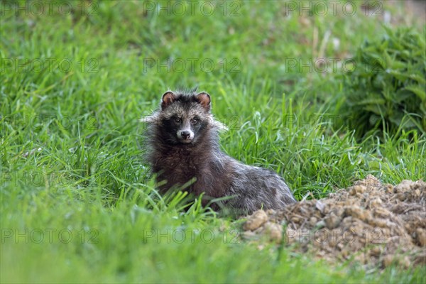 Raccoon dog