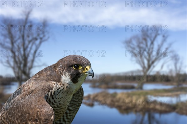 Peregrine falcon