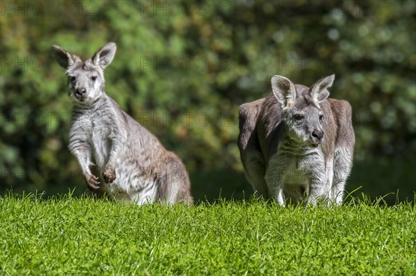 Two swamp wallabies