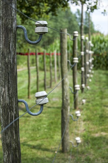 Porcelain pin insulators and Wire of Death