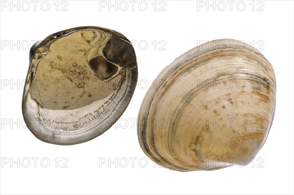 Rayed trough shells