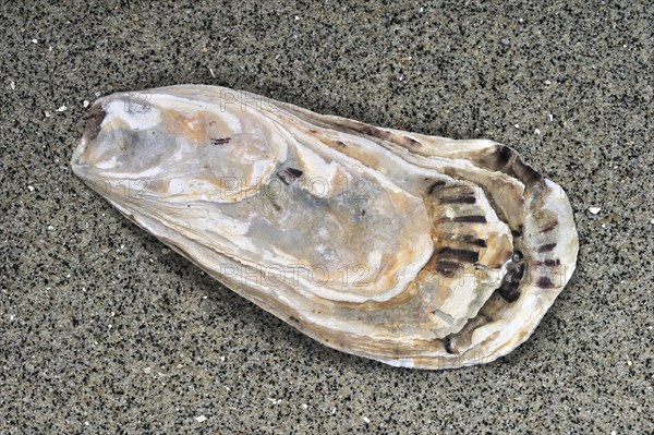 Pacific oyster