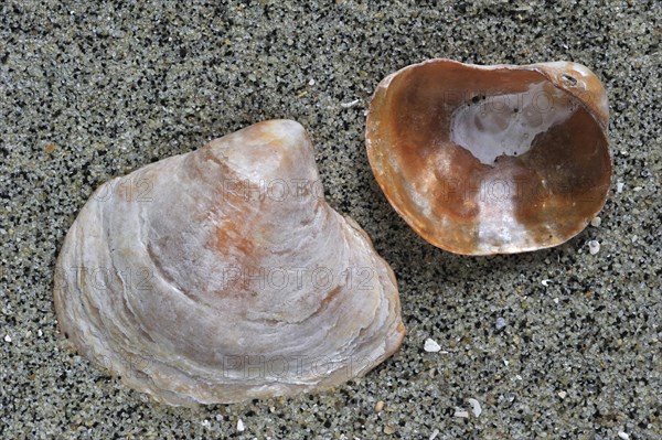 Saddle oyster