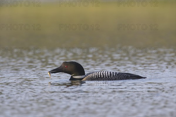 Common loon