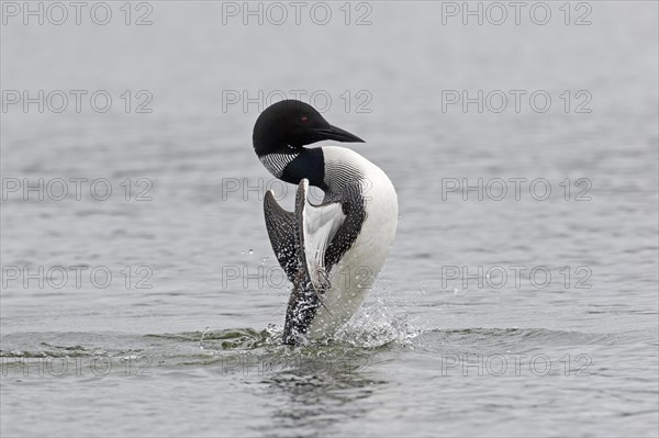 Common loon