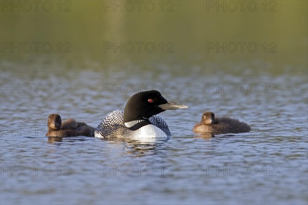 Common loon