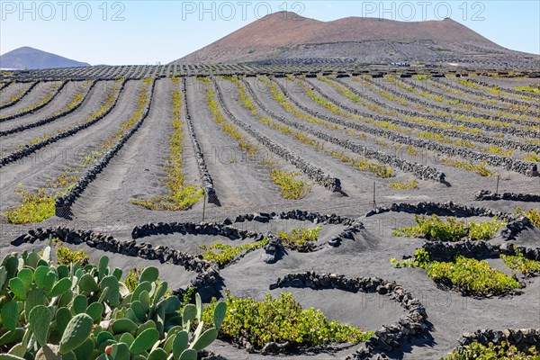 Vine cultivation for volcanic wine on volcanic soil volcanic ash left foreground cacti cactus pear