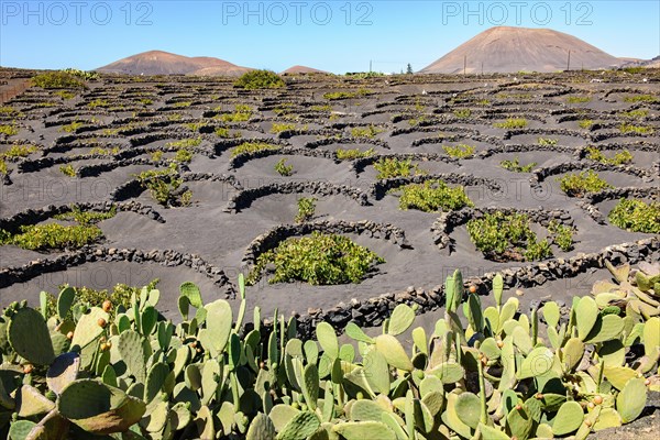 Vineyard for volcanic wine on volcanic soil Volcanic ash in the foreground Cacti cactus pear