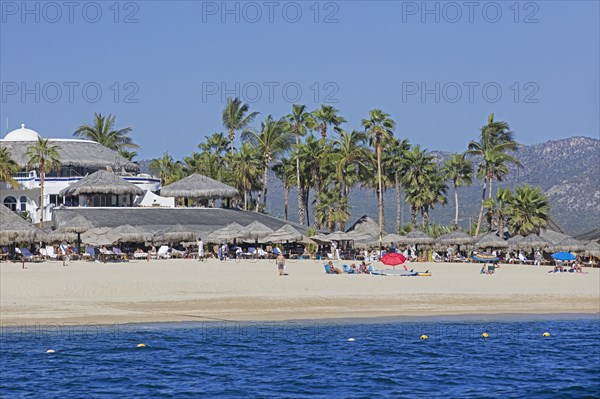 Palm trees and hotel guests