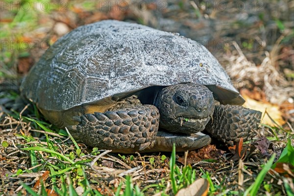 Gopher tortoise