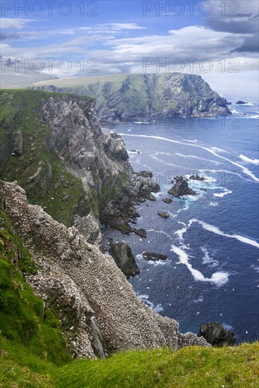 Spectacular coastline with Northern gannet