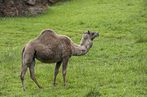 Moulting dromedary