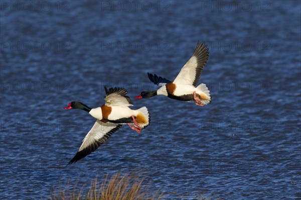 Common shelduck