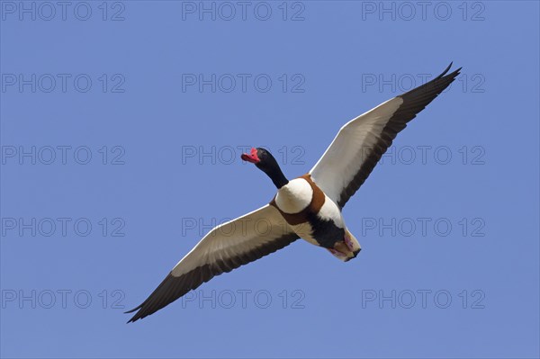 Common shelduck