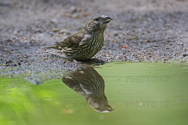 Red crossbill