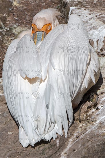 Great white pelican