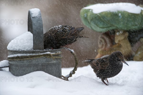 Common Starlings