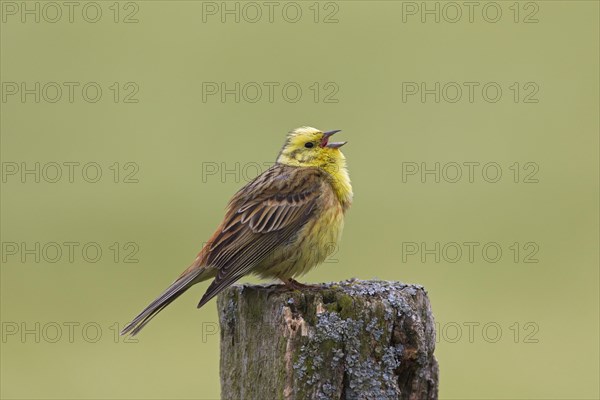 Yellowhammer