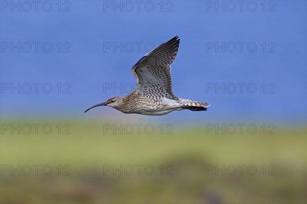 Eurasian whimbrel