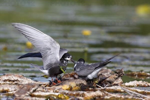 Black Tern