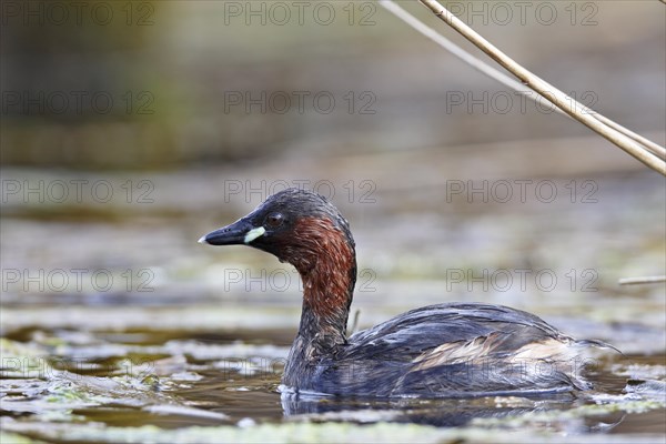 Little Grebe