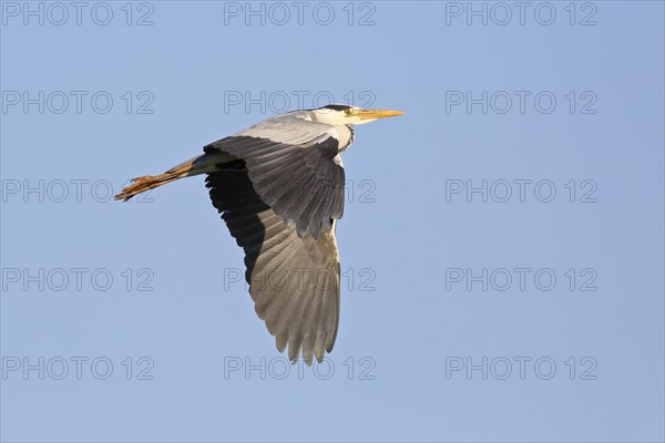 Grey heron