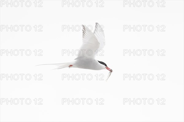 Arctic tern