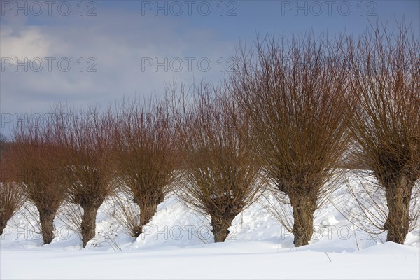 Row of pollarded white willows