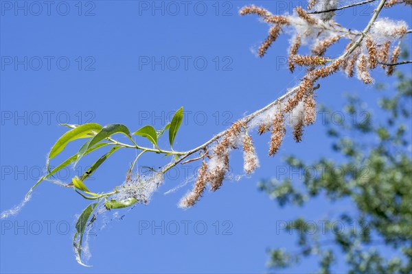 White willow