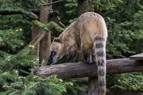 South American coati