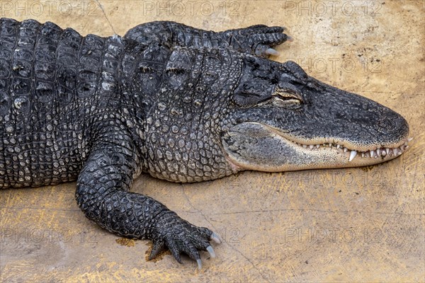 American alligator