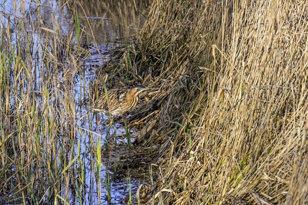 Eurasian bittern