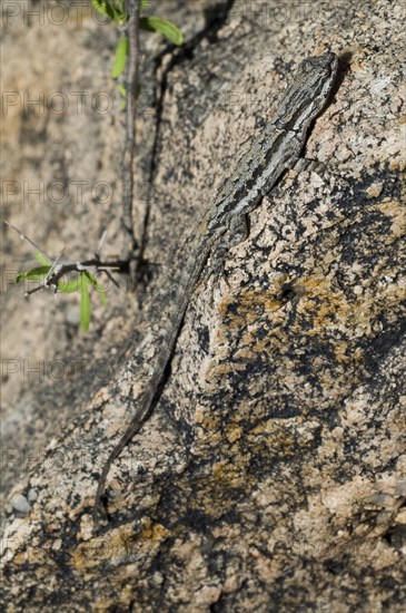 Ornate tree lizard