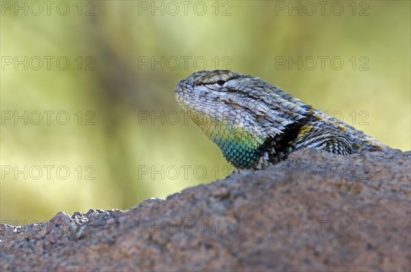 Desert spiny lizard