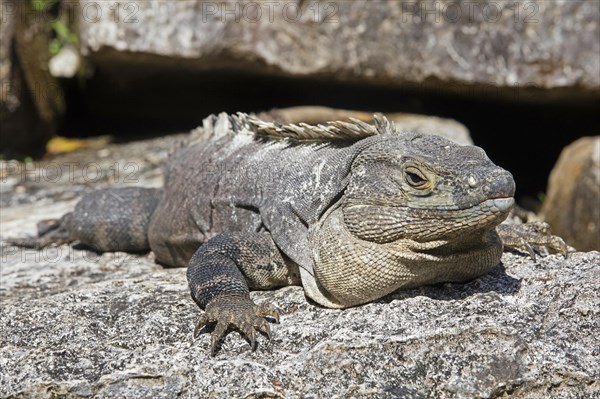 Black spiny-tailed iguana