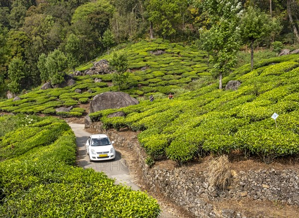 White car rides through Pothamedu tea plantation