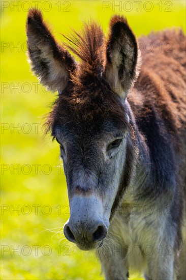 Donkey foal