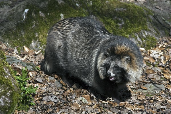 Raccoon dog