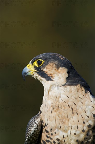 Peregrine Falcon