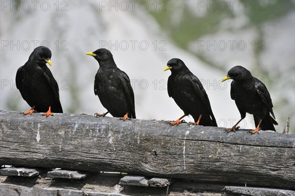 Alpine Chough