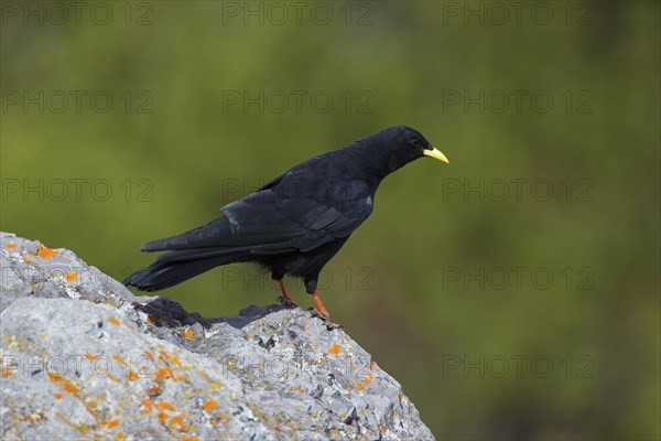 Alpine Chough