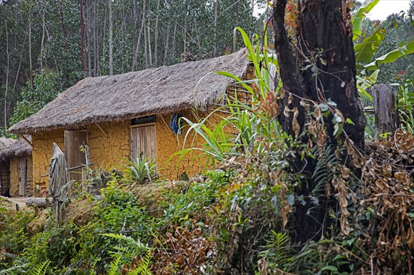 Traditional mud house and burnt-out tree stump