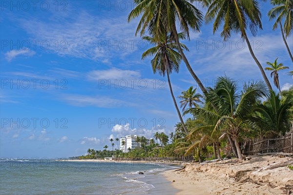 Coconut trees on Playa Hemingway beach near Juan Dolio