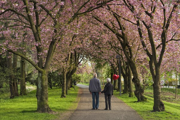 Way to the 2nd Spring Senior Couple Cherry Blossom Stadthagen