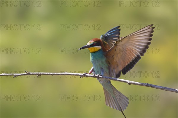 European bee-eater