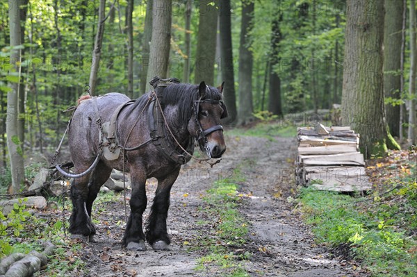 Forester's draught horse