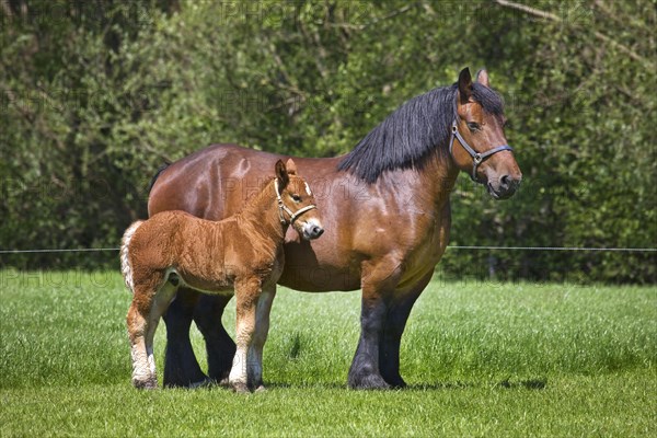 Foal and mare Belgian draft horse