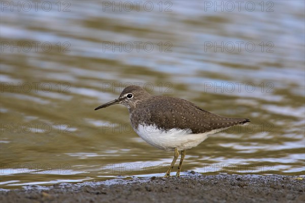 Wood sandpiper