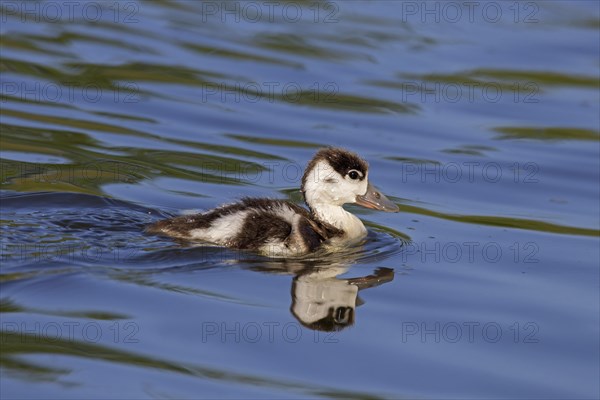 Common shelduck