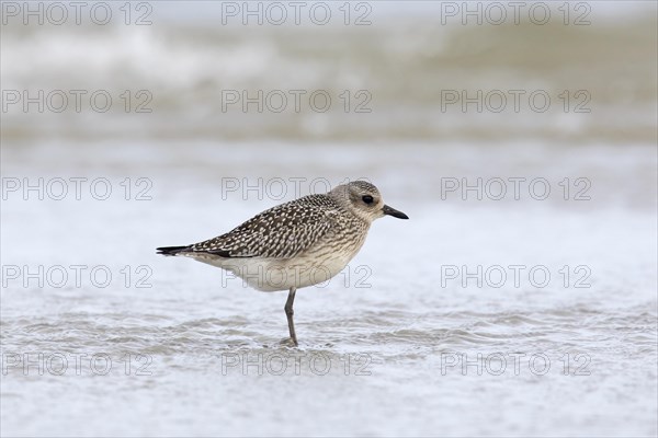 Grey plover